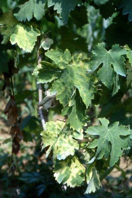 Verduzzo trevigiano