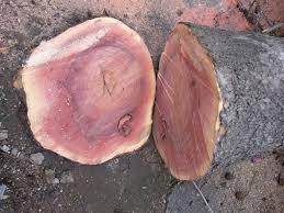 Ceratocystis platani