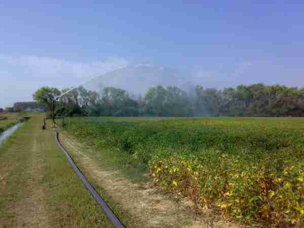 indispensabile l'irrigazione nel 2012