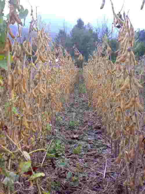 Varietà di soia Pepita coltivata in Carnia